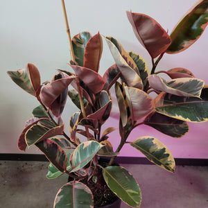 Ficus Ruby Variegated Rubber Plants for Sale